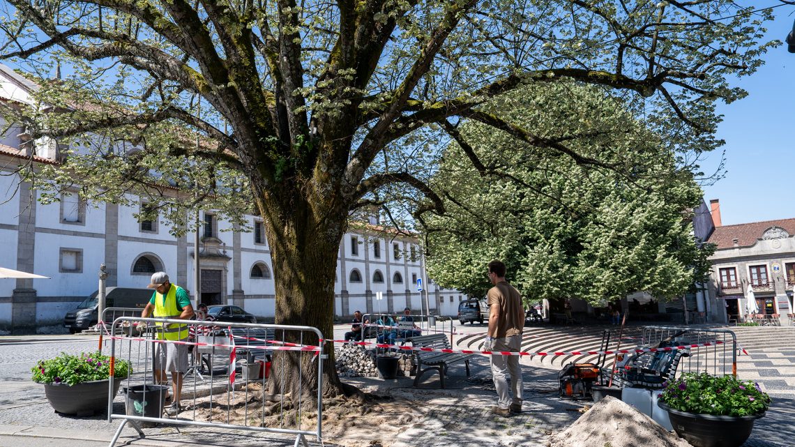 Intervencionada uma das tílias da Praça Brandão de Vasconcelos
