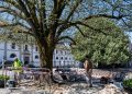 Intervencionada uma das tílias da Praça Brandão de Vasconcelos