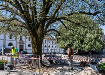 Intervencionada uma das tílias da Praça Brandão de Vasconcelos