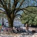 Intervencionada uma das tílias da Praça Brandão de Vasconcelos
