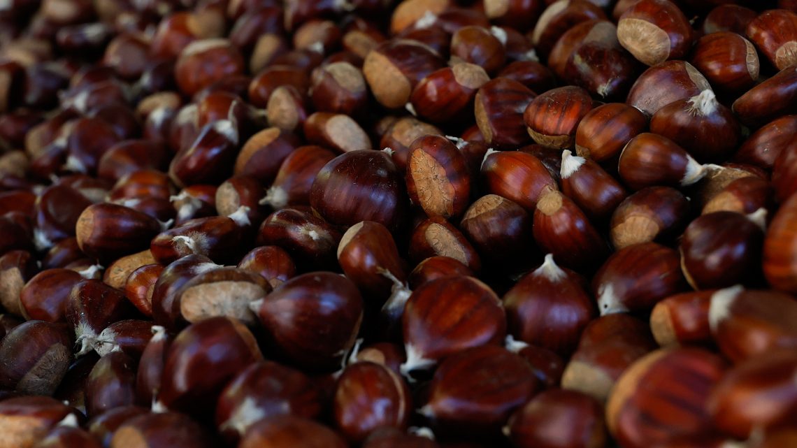 Concurso distingue a melhor castanha de Arouca