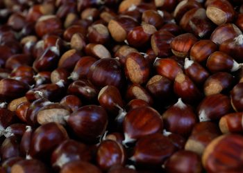 Concurso distingue a melhor castanha de Arouca